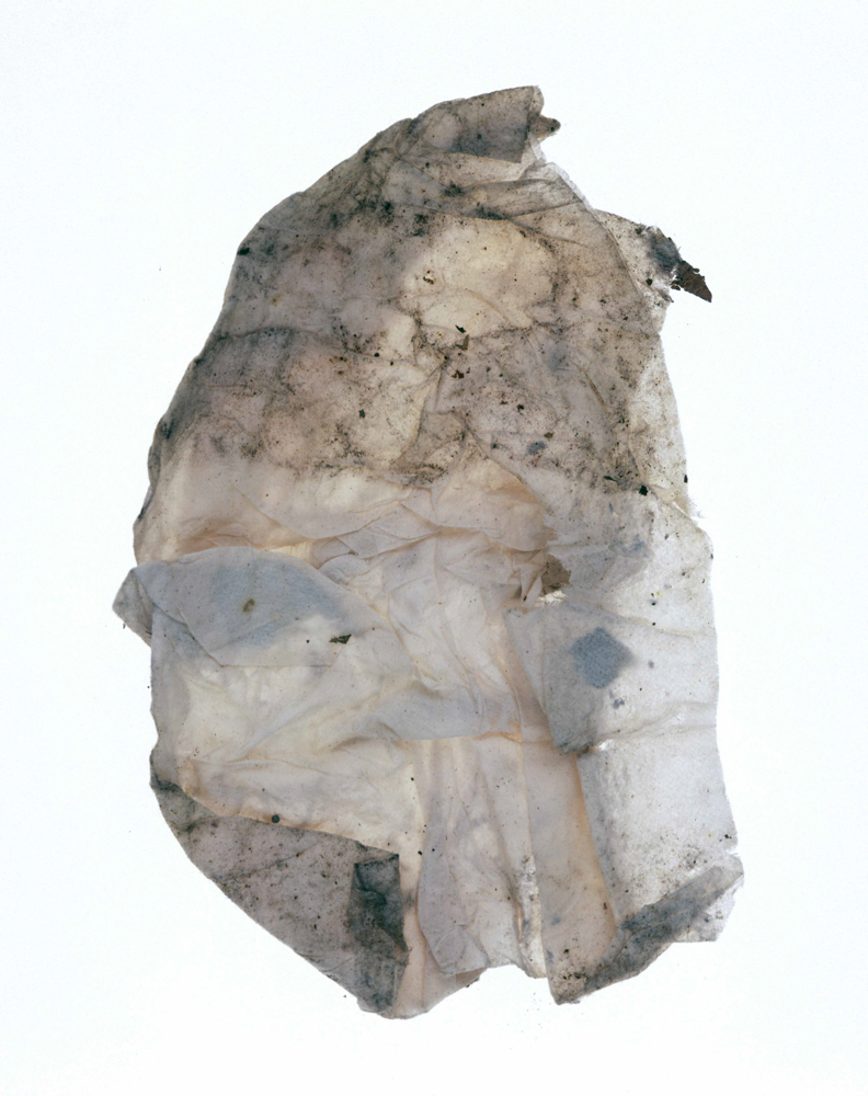 Litter027_1.JPG