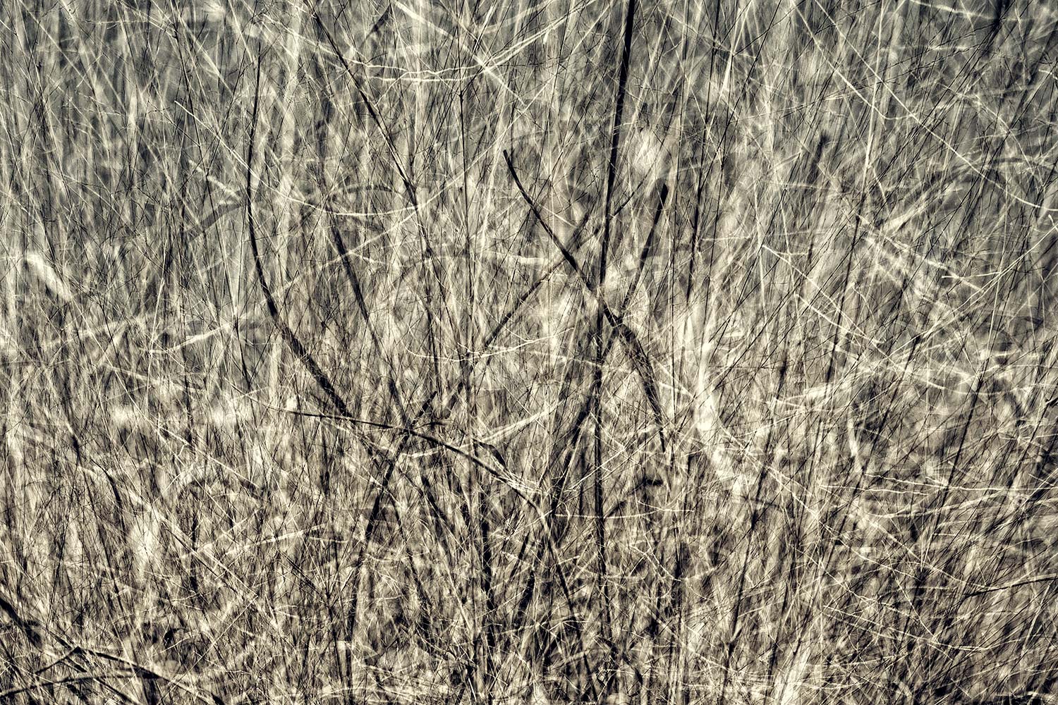 Silver-grass