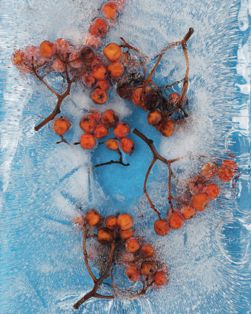 Winter_Garden005